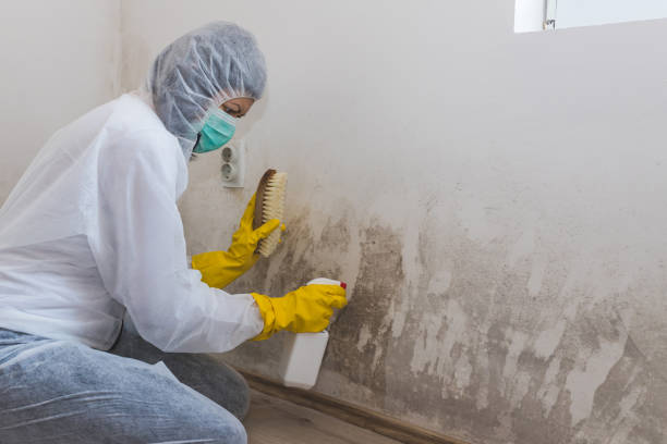 Best Commercial Mold Inspection  in Williamstown, NJ